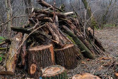 legna alberi da tagliare