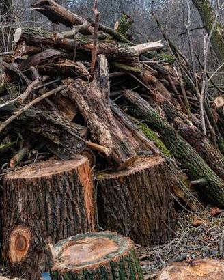 legna alberi da tagliare