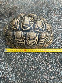 Tartaruga Leopardo Africana