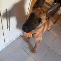 Pastore del belga malinois 7 mesi