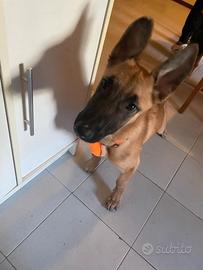 Pastore del belga malinois 7 mesi