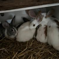 Conigli razza gigante