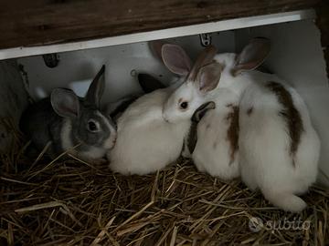 Conigli razza gigante