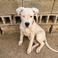 Dogo Argentino quattro mesi,