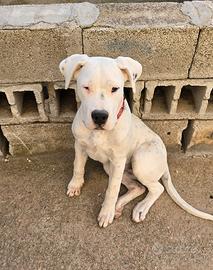 Dogo Argentino quattro mesi,