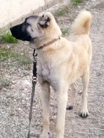 Kangal