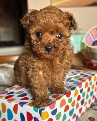 Cuccioli barboni toy