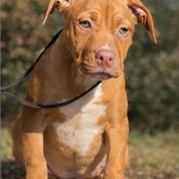 Cuccioli Pitbull selezionati