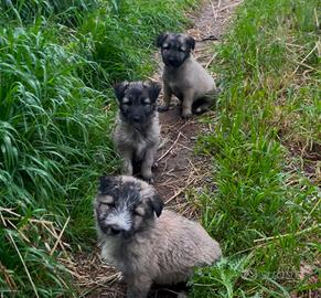 Cucciolo pastore fonnese