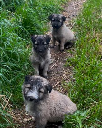 Cucciolo pastore fonnese