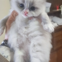 Be££issimi dolcissimi CUCCIOLI di RAGDOLL PURI