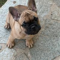 Bulldog francese cucciola