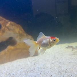 Pesce oranda