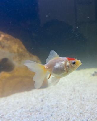Pesce oranda