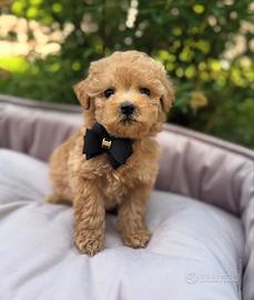 Maltipoo toy