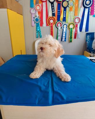 Lagotto Romagnolo con pedigree