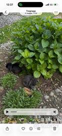 Ciccioli coniglio nano razza ariete