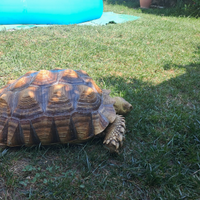 Tartarughe