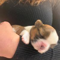 Cucciolo shih tzu maschio shihtzu cane