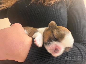 Cucciolo shih tzu maschio shihtzu cane