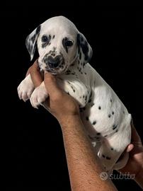 Cucciolo di Dalmata con pedigree Tarquinia