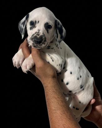 Cucciolo di Dalmata con pedigree Tarquinia
