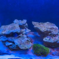 Rocce acquario marino 