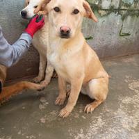 Bionda cucciola 11 mesi dolcissima