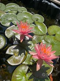 Piante acquatiche laghetto acquario