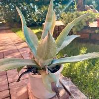 Agave blu: agave americana