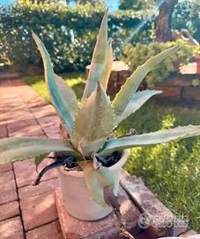 Agave blu: agave americana