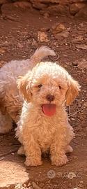 Lagotto Romagnolo