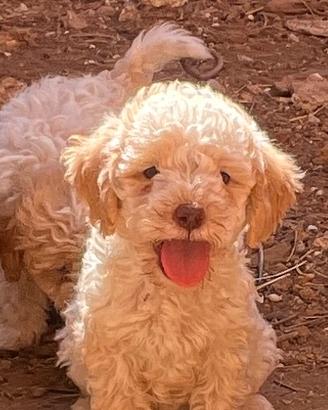 Lagotto Romagnolo