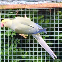 Parrocchetti dal collare