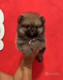 Pomerania linee americane femmina grigia