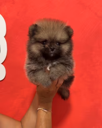 Pomerania linee americane femmina grigia