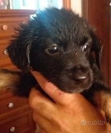 Cucciolo femminuccia di due mesi nera taglia picco