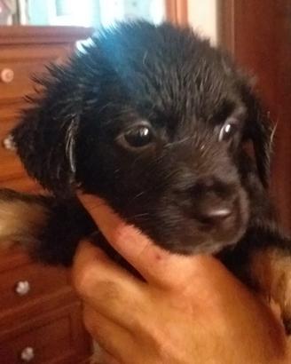 Cucciolo femminuccia di due mesi nera taglia picco