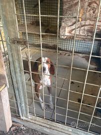 Cani da cinghiale