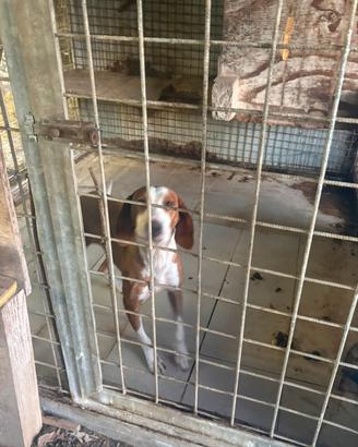 Cani da cinghiale
