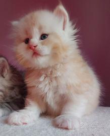 Cuccioli di gatto Siberiano Certificati