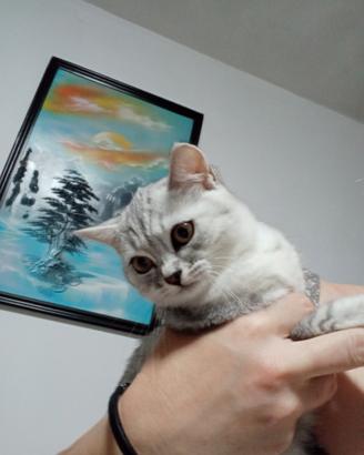 Gattina di 1 anno