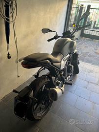 Voge Trofeo 500 - 2024