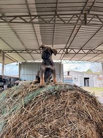 Cucciola di cane