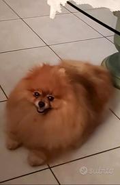 Spitz tedesco nano (POMERANIA)