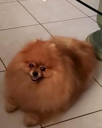 Spitz tedesco nano (POMERANIA)