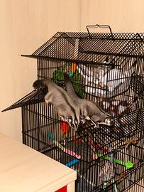 Petauro dello zucchero