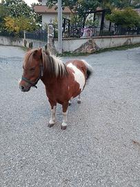 Pony femmina