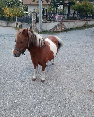 Pony femmina