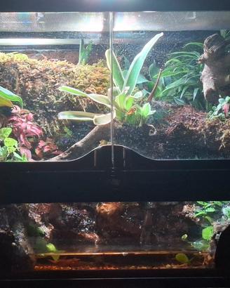 terrario 60x45x30